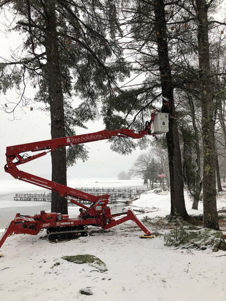 Tree Trimming, even in Winter!